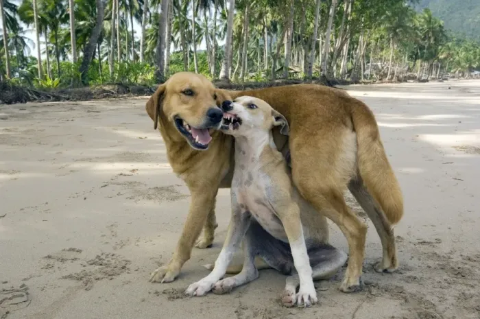 Framed Print : Dog - mongrels play, imitating aggression (the Framed Print : Dog - mongrels play, imitating aggression (the