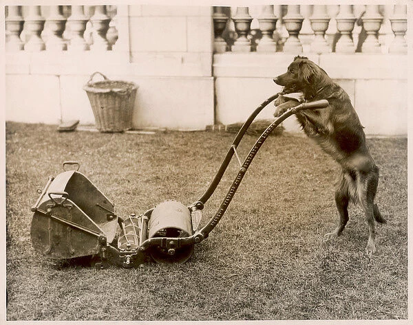 Dog Mowing the Lawn. A clever dog that can push a lawnmower
