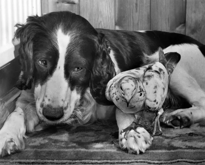 Framed Print : Dog and pigeon Framed Print : Dog and pigeon