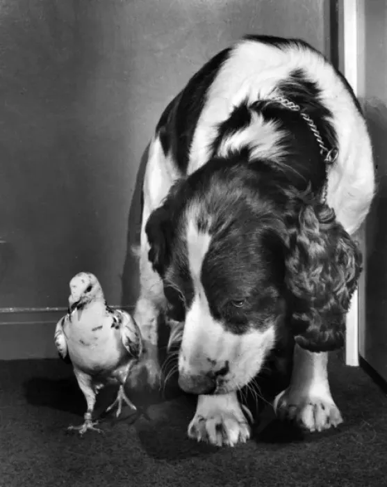 Framed Print : Dog and pigeon Framed Print : Dog and pigeon