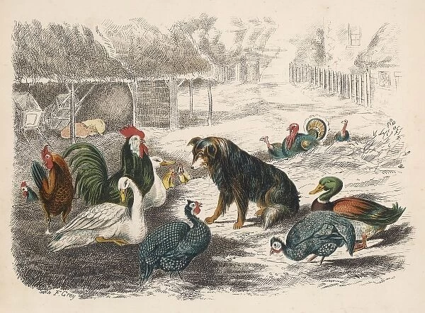 Dog and Poultry