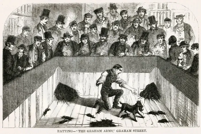Framed Print : Dog ratting 1850s Framed Print : Dog ratting 1850s