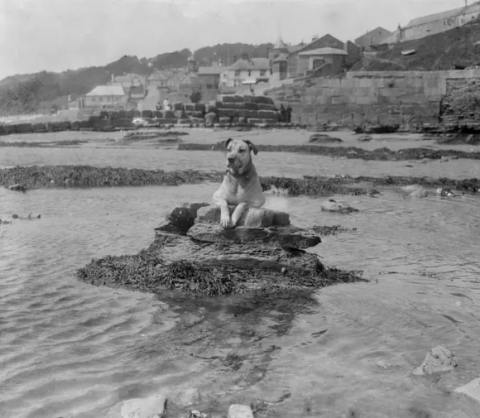 Framed Print : Dog on a Rock Framed Print : Dog on a Rock