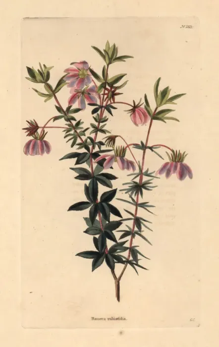 Framed Print : Dog rose, Bauera rubioides Framed Print : Dog rose, Bauera rubioides