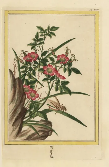 Framed Print : Dog rose, Rosa species Framed Print : Dog rose, Rosa species