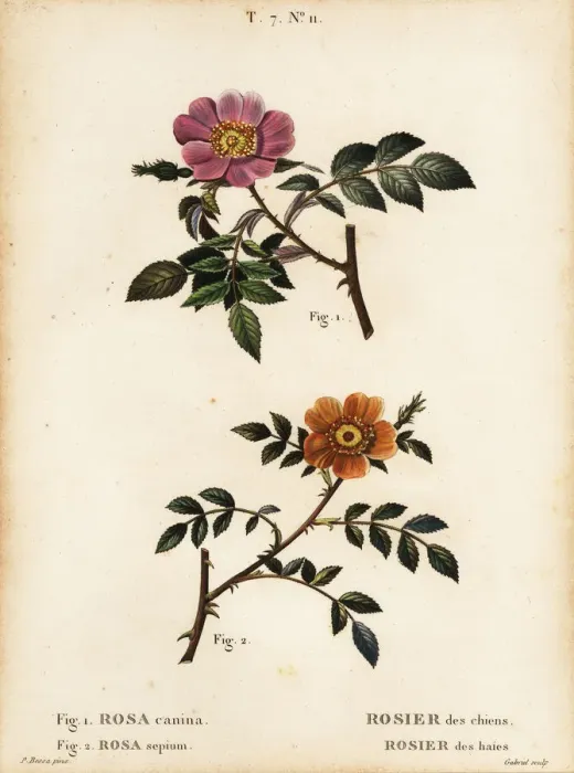Framed Print : Dog rose and sweet-briar rose Framed Print : Dog rose and sweet-briar rose