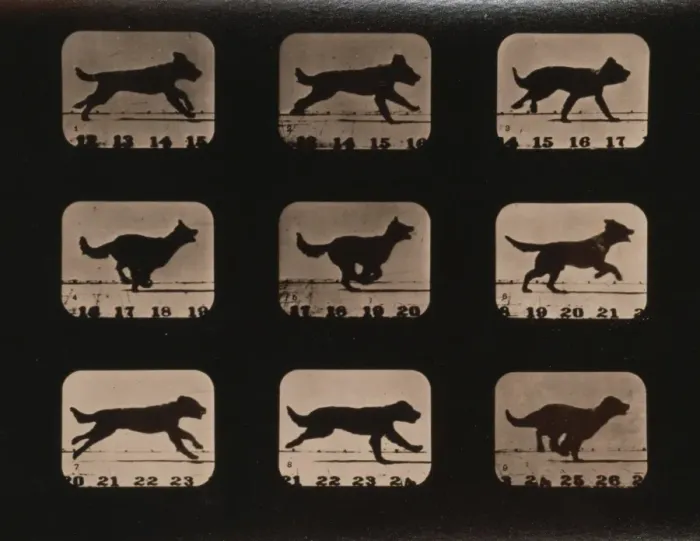 Framed Print : Dog, running Framed Print : Dog, running