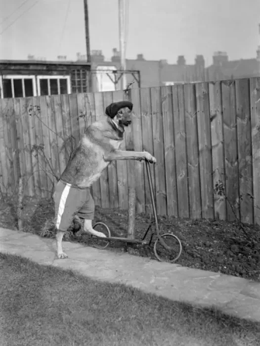 Framed Print : Dog on a Scooter Framed Print : Dog on a Scooter