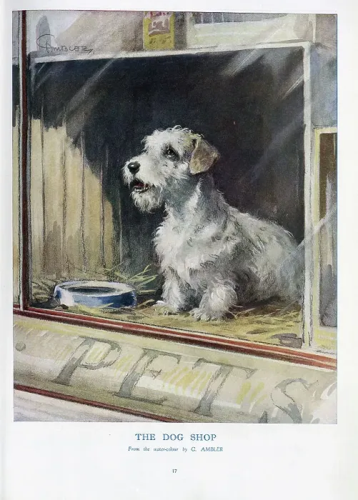 Framed Print : The Dog Shop Framed Print : The Dog Shop