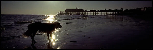 Dog in sihouette on beach Hastings pier