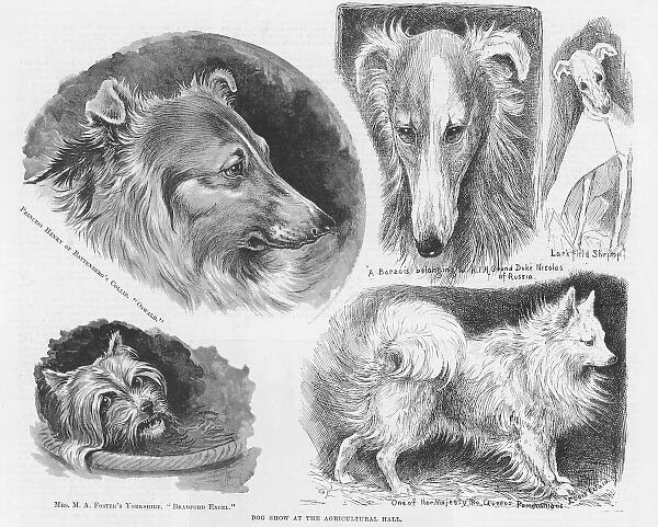 Dog show sketches by Louis Wain