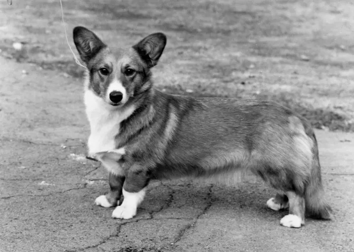 Framed Print : DOG STANDING Framed Print : DOG STANDING