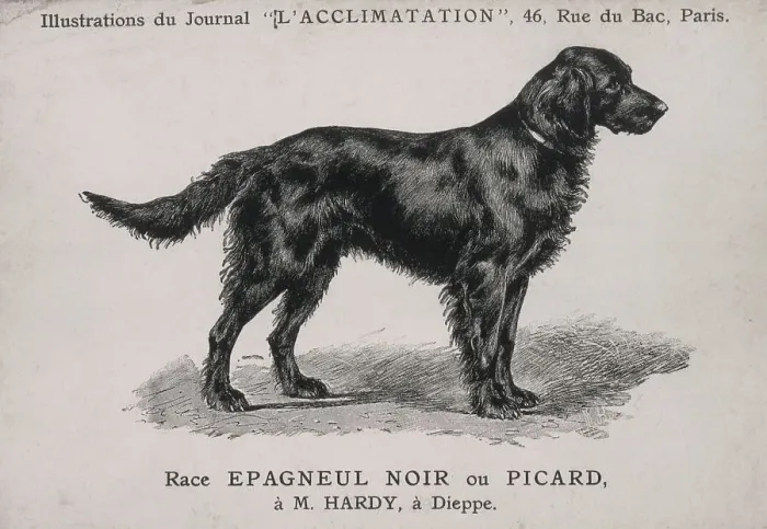 Framed Print : Dog standing side on. Long tail. Date: circa 1900 Framed Print : Dog standing side on. Long tail. Date: circa 1900