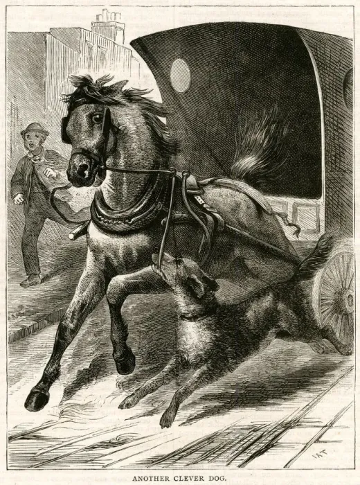 Framed Print : DOG STOPS HORSE Framed Print : DOG STOPS HORSE