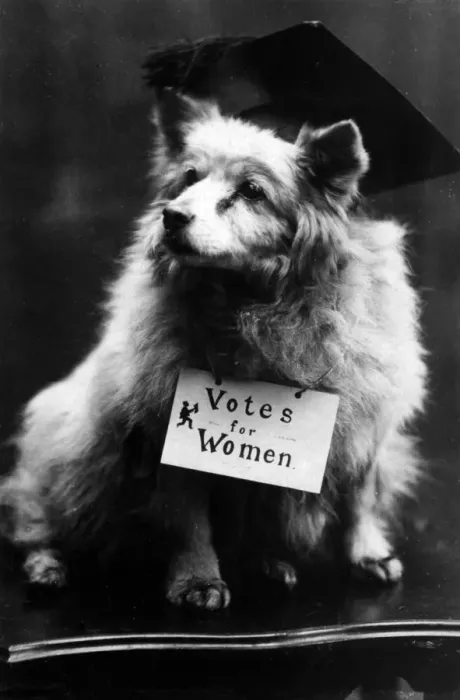 Framed Print : Dog Suffragette Framed Print : Dog Suffragette