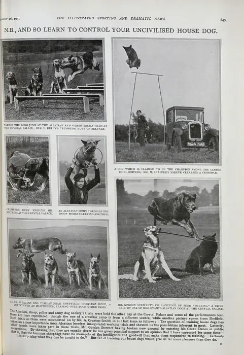 Framed Print : Dog Trials Framed Print : Dog Trials