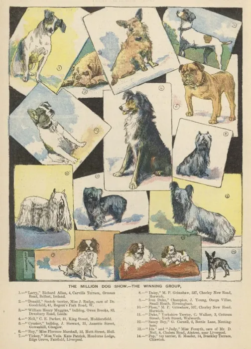 Framed Print : Dog Show Winners 1893 Framed Print : Dog Show Winners 1893