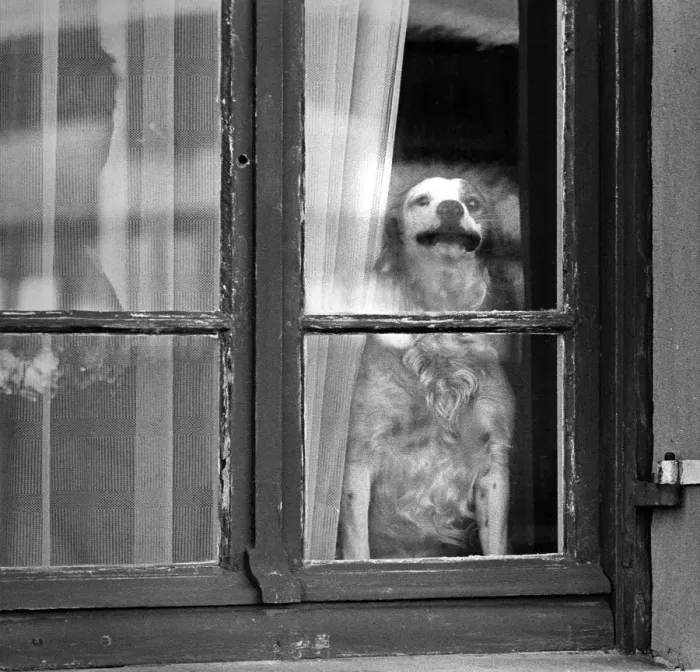 Framed Print : Dog in woindow, Normandy, France Framed Print : Dog in woindow, Normandy, France