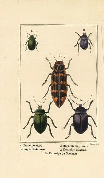 Dogbane beetle, banksia jewel beetle, etc