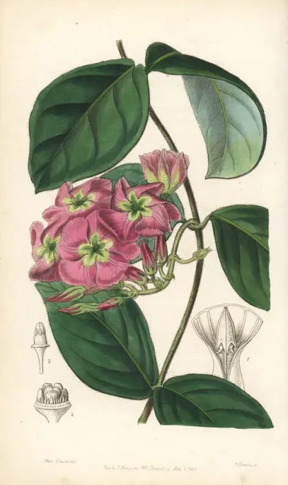 Framed Print : Dogbane, Temnadenia violacea Framed Print : Dogbane, Temnadenia violacea