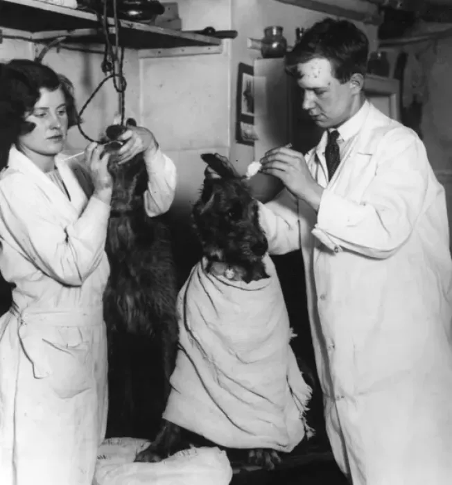 Framed Print : Doggie Beauty Treatment