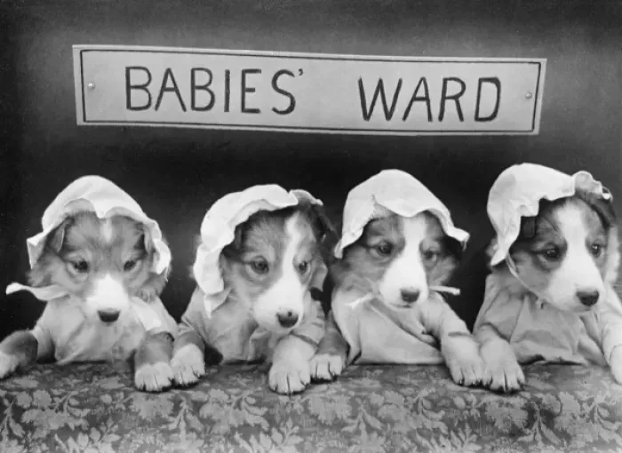 Framed Print : Doggy Babies Framed Print : Doggy Babies