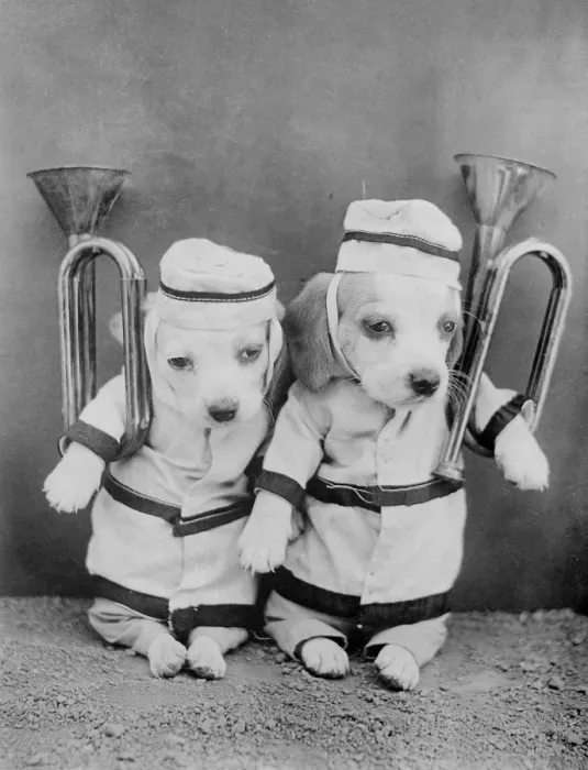 Framed Print : Doggy Brass Band Framed Print : Doggy Brass Band