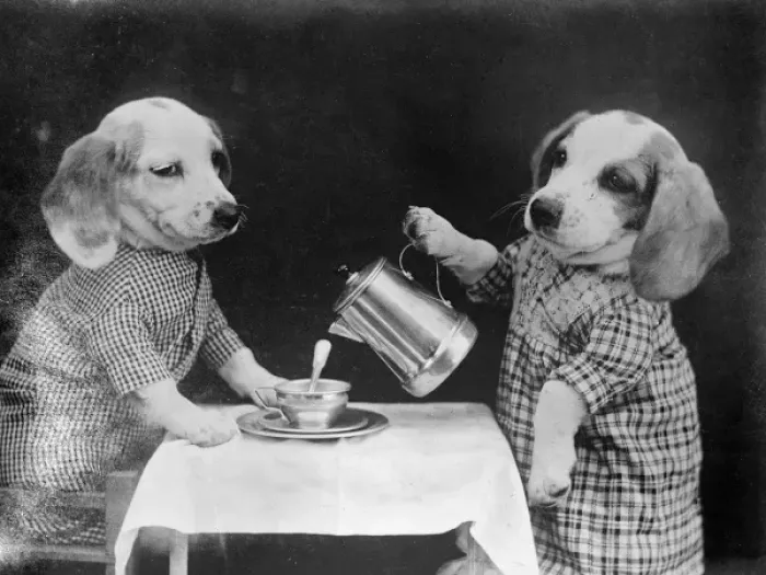 Framed Print : Doggy Coffee Break Framed Print : Doggy Coffee Break