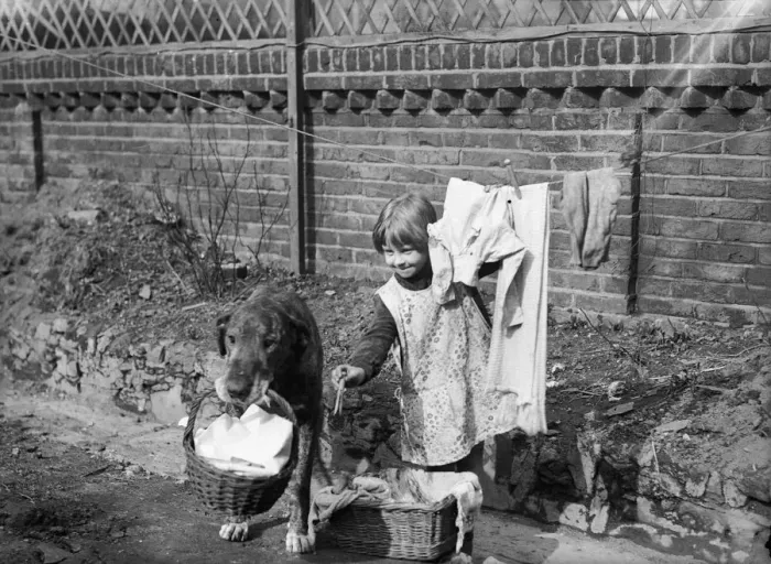 Framed Print : Doggy does Laundry Framed Print : Doggy does Laundry