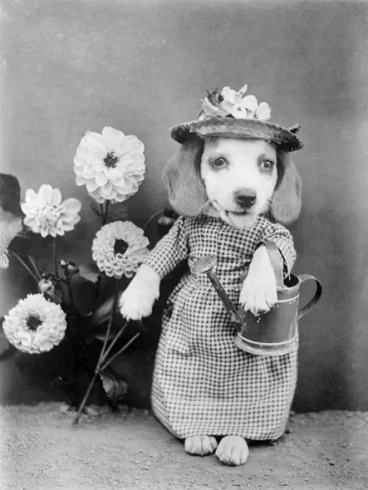 Framed Print : Doggy Gardener Framed Print : Doggy Gardener