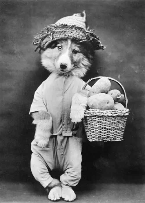 Framed Print : Doggy Potato Seller Framed Print : Doggy Potato Seller
