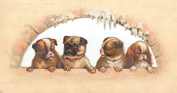 Four dogs in an arch on a Christmas card