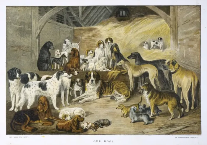 Framed Print : Our Dogs by Arthur Baker Framed Print : Our Dogs by Arthur Baker