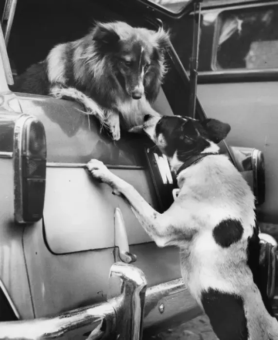 Framed Print : Two dogs at the back of a car Framed Print : Two dogs at the back of a car