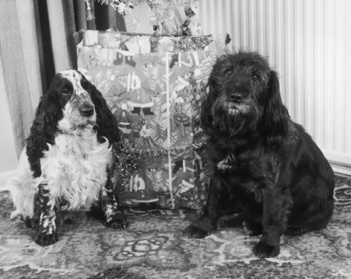 Framed Print : Two Dogs at Christmas Framed Print : Two Dogs at Christmas