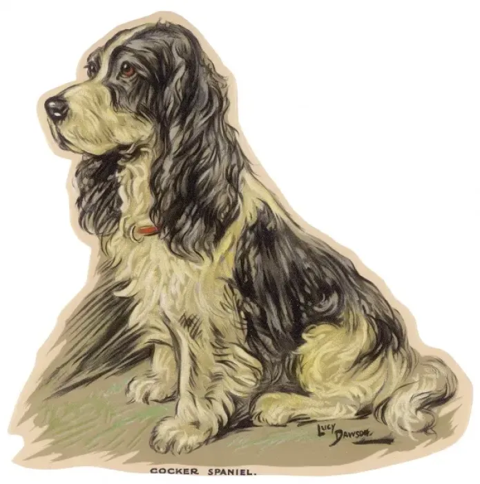 Framed Print : Dogs, Cocker Spaniel, Dawson Framed Print : Dogs, Cocker Spaniel, Dawson