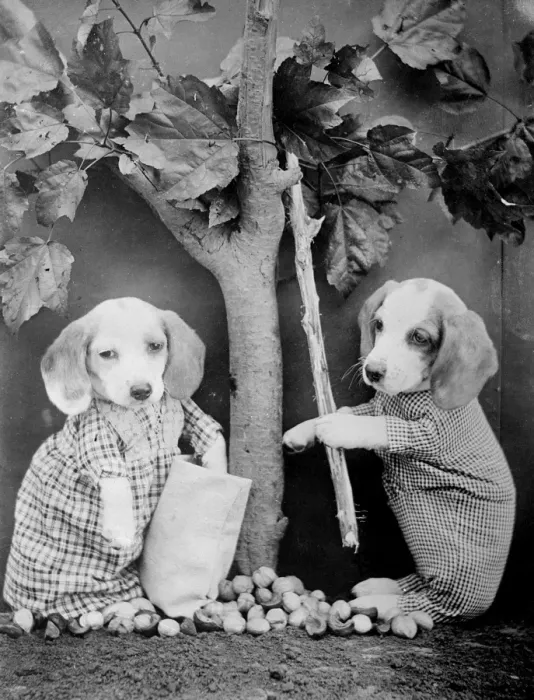 Framed Print : Dogs under Fruit Tree Framed Print : Dogs under Fruit Tree