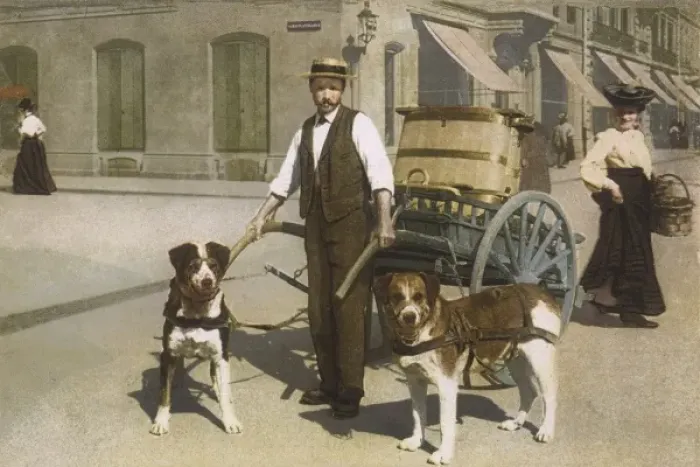 Framed Print : Dogs Harnesed to Cart Framed Print : Dogs Harnesed to Cart
