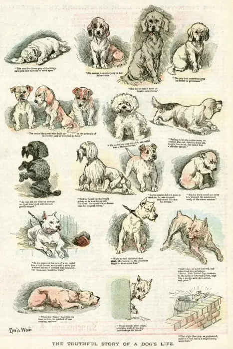 Framed Print : A DOGs LIFE Framed Print : A DOGs LIFE