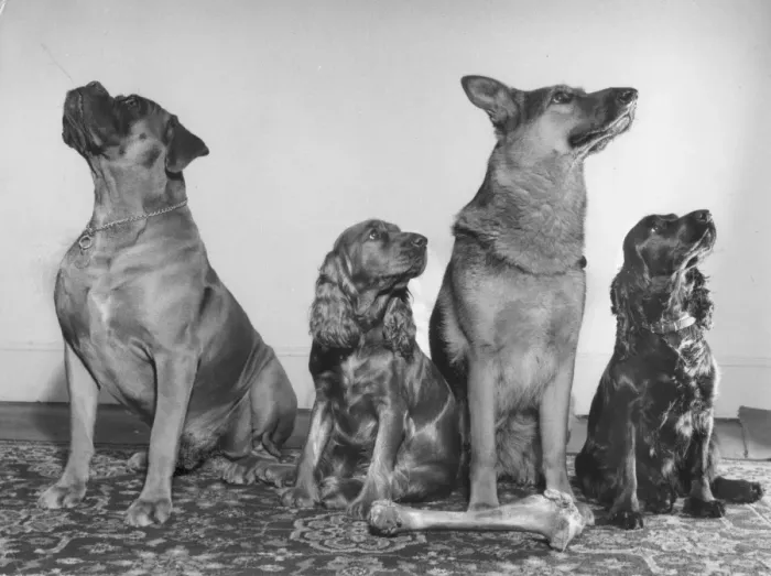 Framed Print : Four dogs looking up Framed Print : Four dogs looking up