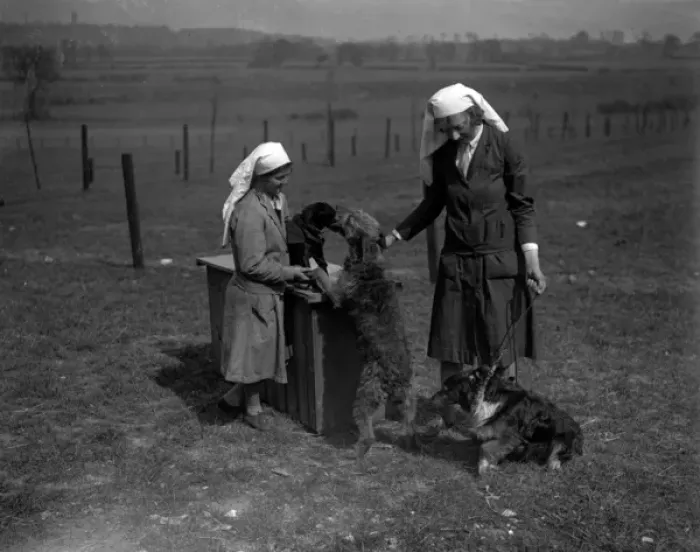 Framed Print : Dogs with Nurses Framed Print : Dogs with Nurses