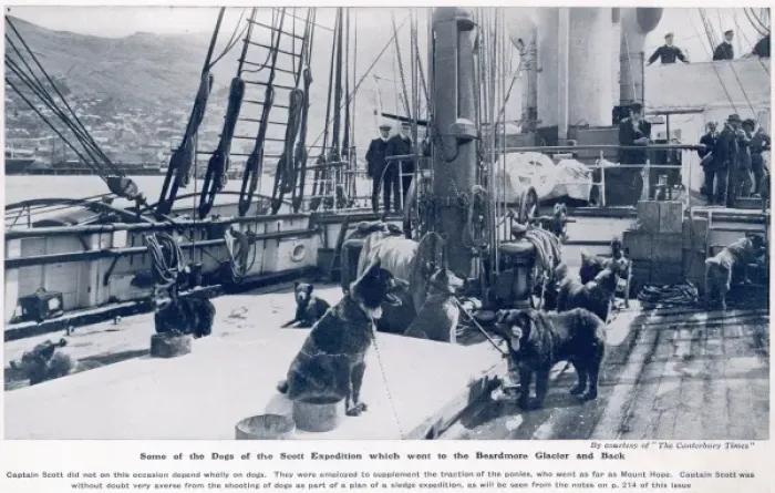 Framed Print : Some of the dogs of the Scott expedition Framed Print : Some of the dogs of the Scott expedition