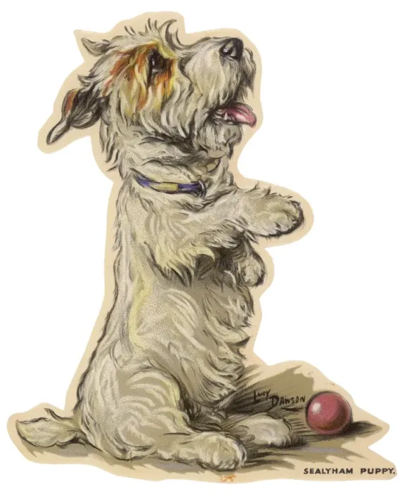 Framed Print : Dogs, Sealyham, Dawson Framed Print : Dogs, Sealyham, Dawson