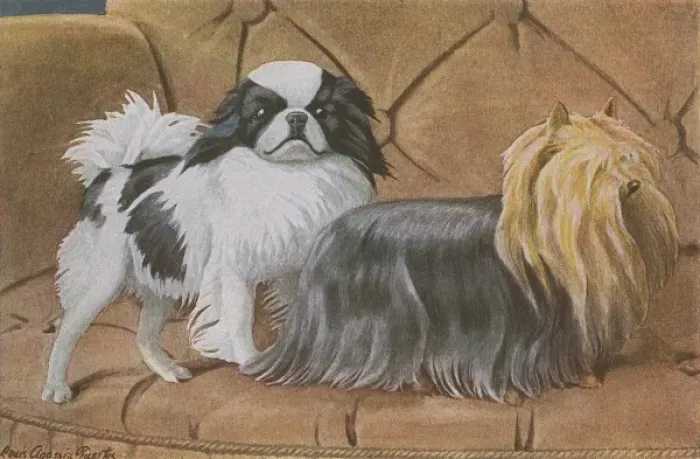 Framed Print : Two dogs on a sofa Framed Print : Two dogs on a sofa