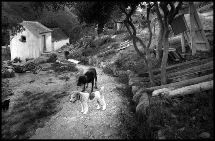 Framed Print : Two dogs in a Spanish farmyard Framed Print : Two dogs in a Spanish farmyard