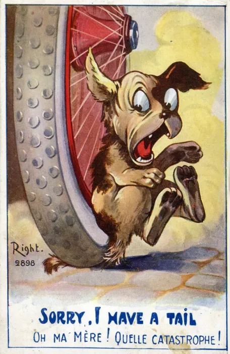 Framed Print : Dogs tail painfully run over by a car Framed Print : Dogs tail painfully run over by a car