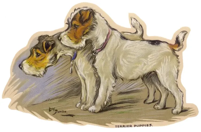 Framed Print : Dogs, Terrier puppies, Dawson Framed Print : Dogs, Terrier puppies, Dawson