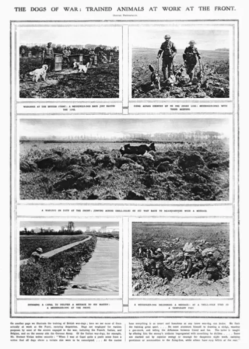 Framed Print : The Dogs of War - trained animals at work at the front Framed Print : The Dogs of War - trained animals at work at the front