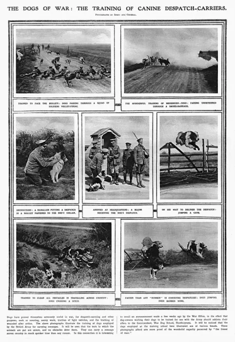 Framed Print : The Dogs of War - training messenger dogs at Shoeburyness Framed Print : The Dogs of War - training messenger dogs at Shoeburyness