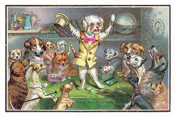 Dogs watching a dog magician on a Christmas card